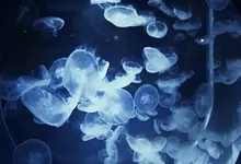 jellyfish by cloudinc00 d37z3o3 jellyfish are so beautiful 3000x2000 wallpaper Art HD Wallpaper